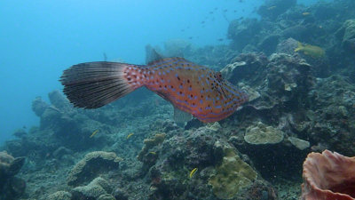 Scrawled Filefish