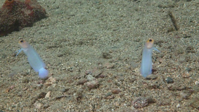 Yellowhead Jawfish