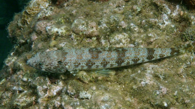 Sand Diver Lizzardfish