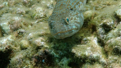 Sand Diver Lizzardfish