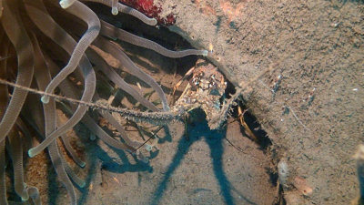 Spiny Lobster and Giant Anemone