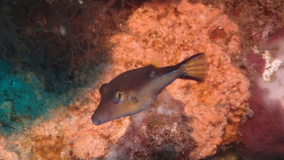 Sharpnose Puffer