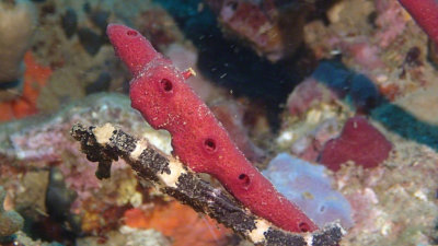 Longsnout Seahorse