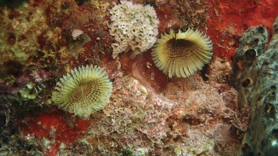 Yellow Fanworm and Lettuce Sea Slug