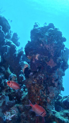 Blackbar Soldierfish