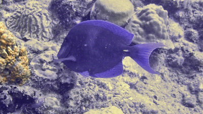 Blue Tang