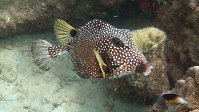 Smooth Trunkfish