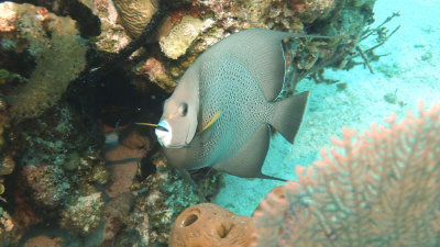 Grey Angelfish