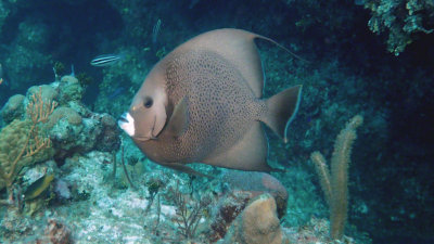 Grey Angelfish