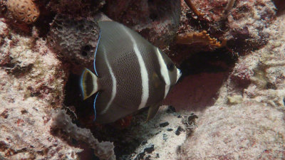 Intermediate Grey Angelfish