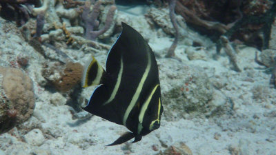 Intermediate Grey Angelfish