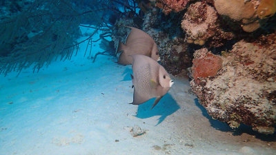 Grey Angelfish