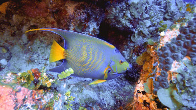 Queen Angelfish