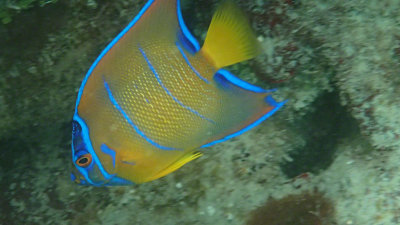 Intermediate Queen Angelfish