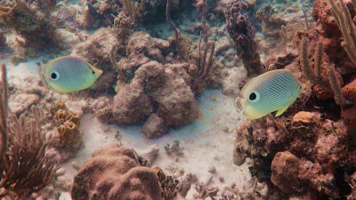 Four-Eye Butterflyfish