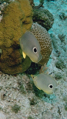 Four-Eye Butterflyfish