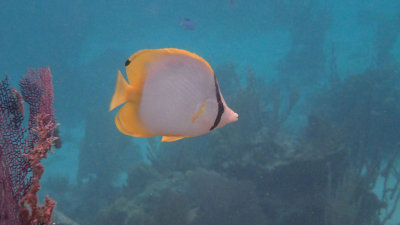 Spotfin Butterflyfish