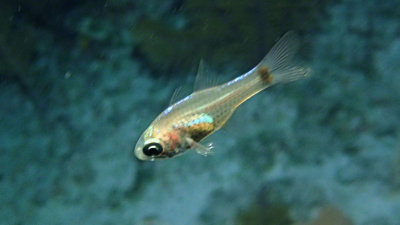 Dusky Cardinalfish