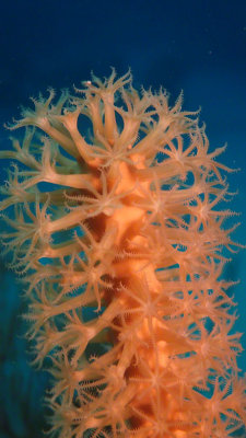 Soft Coral