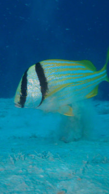 Porkfish