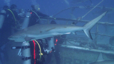 Grey Reef Shark - Finnigan