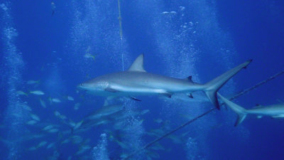 Grey Reef Shark