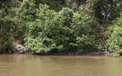 Ominous sign when there is an empty boat and a large crocodile in the shade nearby