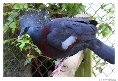 CrownedPigeon.8844.jpg