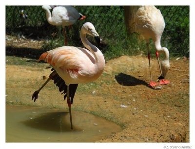 Flamingo.8868.jpg