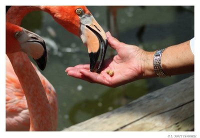 Flamingos.8889.jpg
