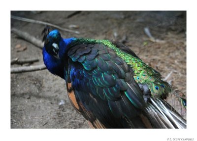 Peacock.8861.jpg