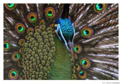 Peacock.9048.jpg