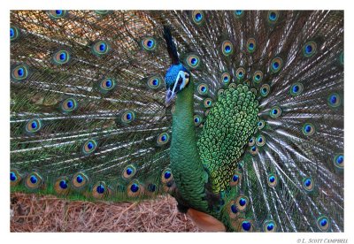 Peacock.9053.jpg
