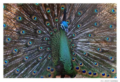 Peacock.9056.jpg