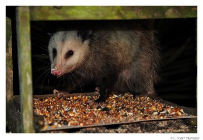 Opossum.9186.jpg