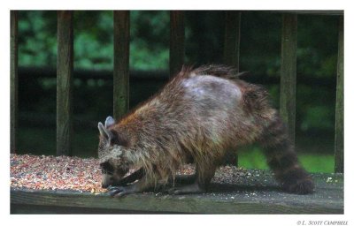 Raccoon_9591.jpg