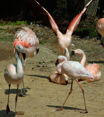 Flamingos_9757.jpg