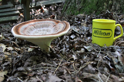 Mushroom-Cup_9855.jpg