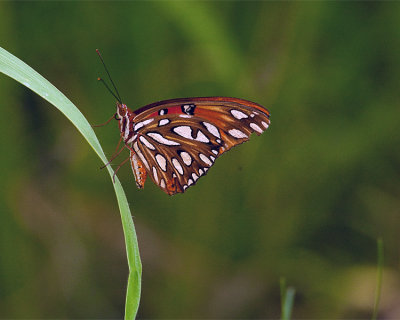 Butterfly at Circle B.jpg