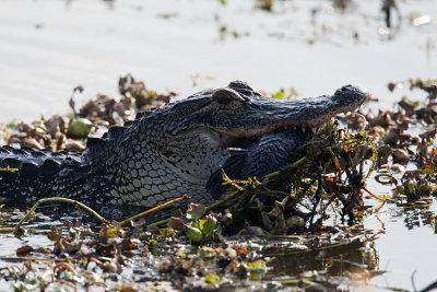 Gator with a Mouthfull.jpg