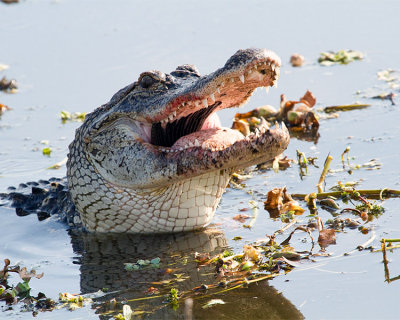 Gator Swallowing Catfish.jpg