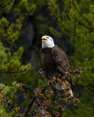 Bald Eagle on the Yellowstone River.jpg