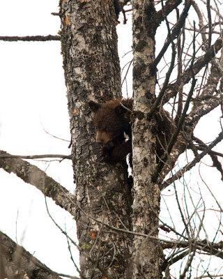 Cinnamon Black Bear Cub in a Tree Near the Mammoth Terraces.jpg