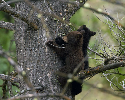 Black Bear Cubs in a Tree Near Mammoth Terraces.jpg