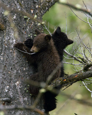 Black Bear Cubs Near Mammoth Terraces.jpg