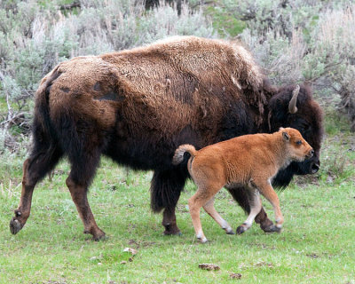 Bison Calf Running with Mother.jpg