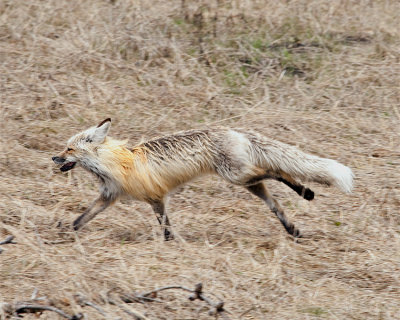 Lake Fox on the Run.jpg