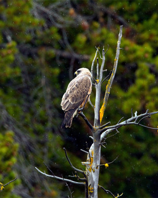 Red Tail Hawk.jpg