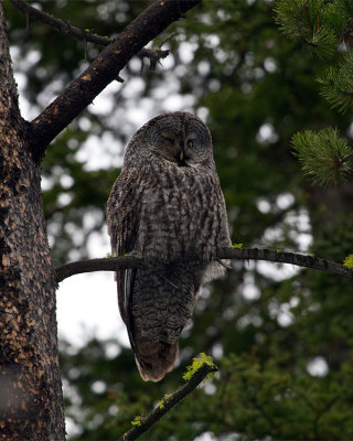 Great Grey Owl Perched.jpg