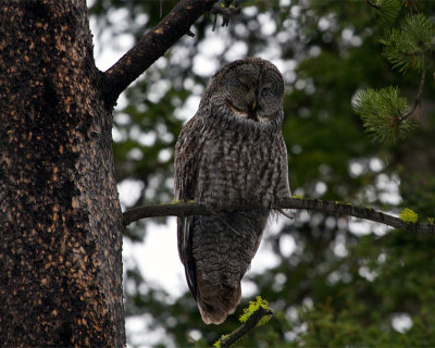 Great Grey Owl Out on a Limb.jpg